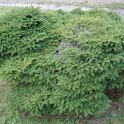 Picea abies 'Nidiformis'